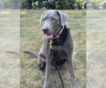Small #6 Great Dane-Labrador Retriever Mix