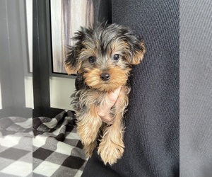 Yorkshire Terrier Puppy for sale in FRANKLIN, IN, USA