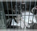 Small Carolina Dog