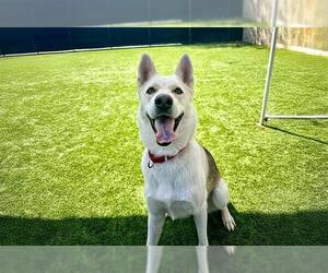 Siberian Husky Dogs for adoption in Orange, CA, USA