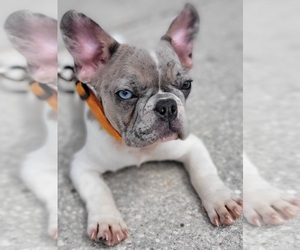 French Bulldog Puppy for sale in TAMPA, FL, USA