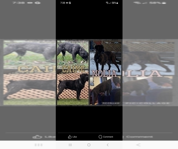 Medium Photo #4 Cane Corso Puppy For Sale in HOGANSBURG, NY, USA