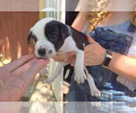Small #3 American Pit Bull Terrier-Labrador Retriever Mix