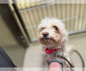 Poochon Dogs for adoption in Denver, CO, USA