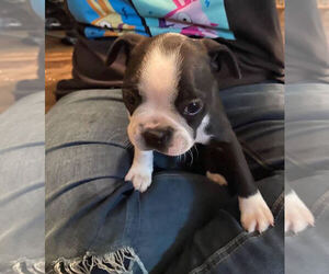 Boston Terrier Puppy for sale in HUTCHINSON, KS, USA