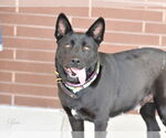 Small #3 Dutch Shepherd -Labrador Retriever Mix