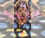 Small Photo #8 Yorkshire Terrier Puppy For Sale in AKRON, OH, USA