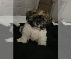 Shih Tzu Dogs for adoption in Rochester, NY, USA