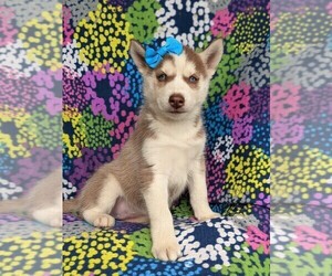 Siberian Husky Puppy for sale in EPHRATA, PA, USA