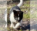 Small Photo #3 Akita Puppy For Sale in NASHVILLE, IN, USA