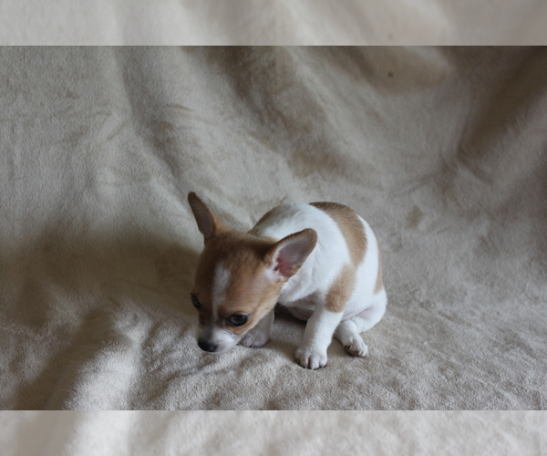 Medium Photo #5 Chihuahua Puppy For Sale in HUDSONVILLE, MI, USA