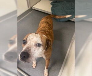 Mutt Dogs for adoption in Glen Allen, VA, USA