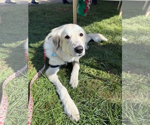 Vittoria - Female Great Pyrenees-Unknown Mix Dog for Adoption - Photo #4