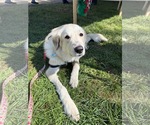 Small Photo #4 Great Pyrenees-Unknown Mix Puppy For Sale in Germantown, OH, USA