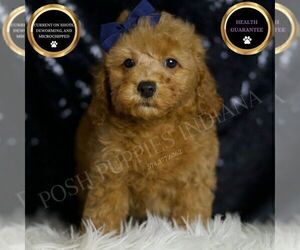 Medium Poodle (Miniature)