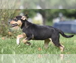 Small Photo #11 Australian Shepherd-Unknown Mix Puppy For Sale in Mechanicsburg, PA, USA