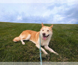 Siberian Husky-Unknown Mix Dogs for adoption in Salt Lake City, UT, USA