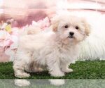 Small Photo #2 Poochon Puppy For Sale in MARIETTA, GA, USA