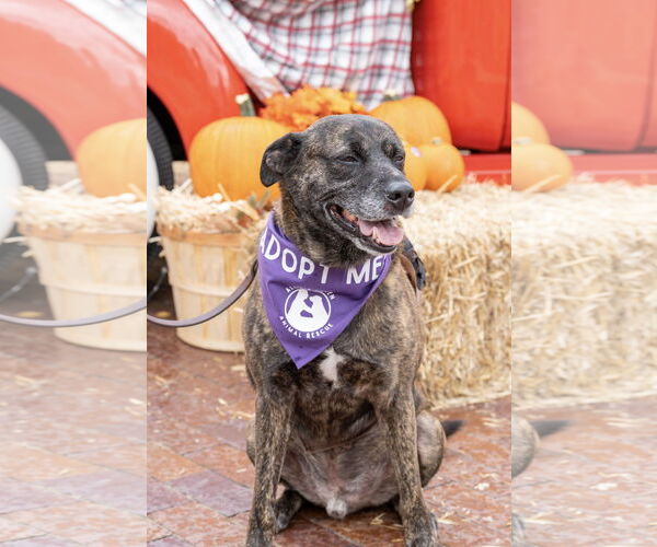 Medium Photo #7 Boxer-Unknown Mix Puppy For Sale in Fort Worth, TX, USA