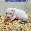 Small Photo #242 Dogo Argentino Puppy For Sale in JANE, MO, USA