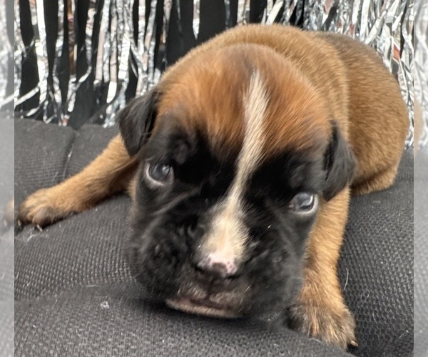 Medium Photo #8 Boxer Puppy For Sale in PAWNEE CITY, NE, USA