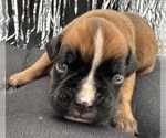 Small #7 Boxer