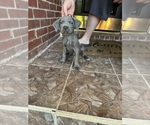 Puppy Puppy 3 Cane Corso
