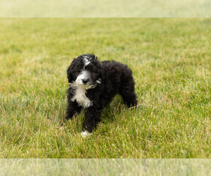 Bernedoodle (Miniature) Puppy for sale in SHIPSHEWANA, IN, USA