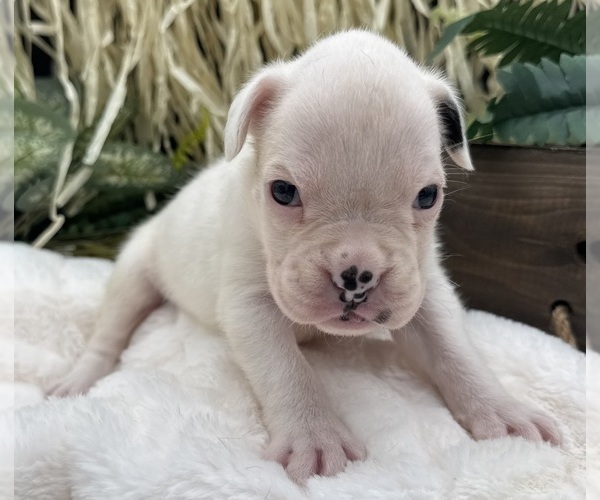 Medium Photo #1 Boxer Puppy For Sale in PAWNEE CITY, NE, USA
