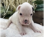 Image preview for Ad Listing. Nickname: AKC Charlotte