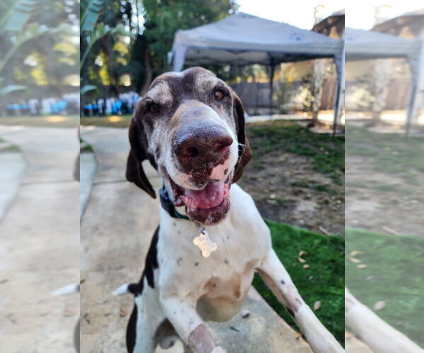 Medium Photo #2 German Shorthaired Pointer Puppy For Sale in Menlo Park, CA, USA
