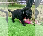 Small #12 Labradoodle