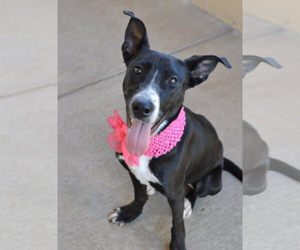 Medium Photo #1 Border Collie-Unknown Mix Puppy For Sale in McKinney, TX, USA