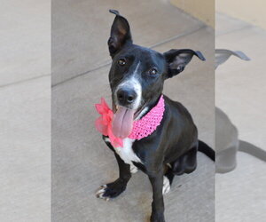 Border Collie-Unknown Mix Dogs for adoption in McKinney, TX, USA