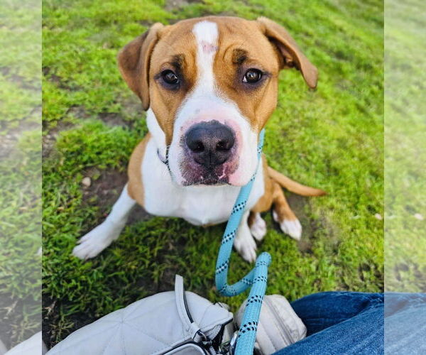 Medium Photo #1 Treeing Walker Coonhound-Unknown Mix Puppy For Sale in Princeton, MN, USA