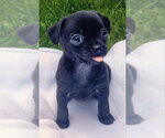 Small Chihuahua Mix