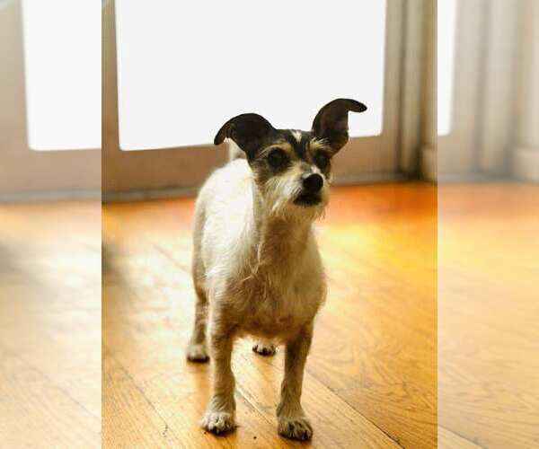 Medium Photo #3 Mutt Puppy For Sale in New York, NY, USA