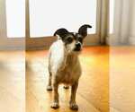 Small #2 Mutt