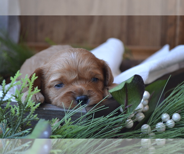 Medium Photo #3 Cavapoo (Miniature) Puppy For Sale in GREENWOOD, WI, USA