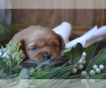Small Photo #8 Cavapoo (Miniature) Puppy For Sale in GREENWOOD, WI, USA