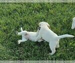 Small Photo #4 Labrador Retriever Puppy For Sale in BURLINGTON, CO, USA