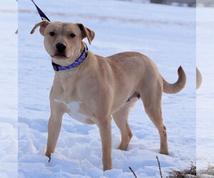 Raya - Female Chihuahua Dog for Adoption - Photo #8