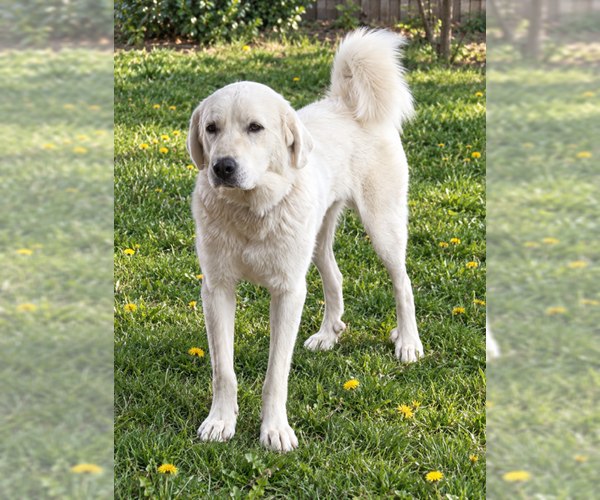 Medium Photo #1 Great Pyrenees Puppy For Sale in MIDWAY, UT, USA