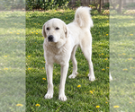 Small Great Pyrenees