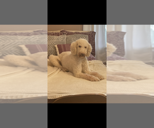 Father of the Goldendoodle puppies born on 04/08/2025