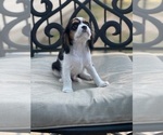 Small Photo #10 Cavalier King Charles Spaniel Puppy For Sale in BENTONVILLE, AR, USA