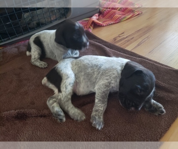 Medium Photo #5 German Wirehaired Pointer Puppy For Sale in HARPSTER, ID, USA