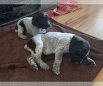 Small #4 German Wirehaired Pointer