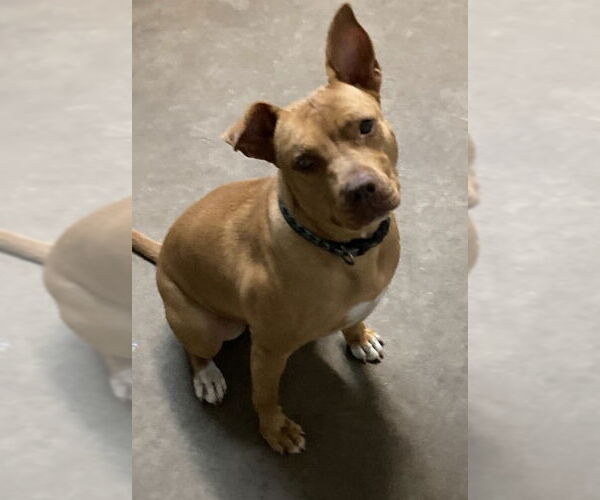 Medium Photo #3 Mutt Puppy For Sale in Davie, FL, USA