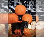 Small Photo #22 French Bulldog Puppy For Sale in YUCCA VALLEY, CA, USA